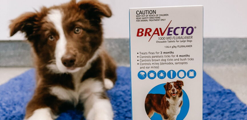 Bravecto clearance australian shepherd